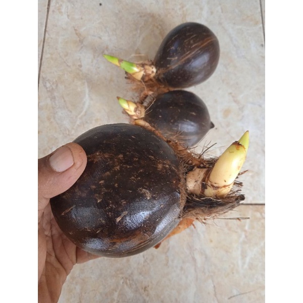 Bonsai kelapa Bahan bonsai kelapa  hijau tunas pendek