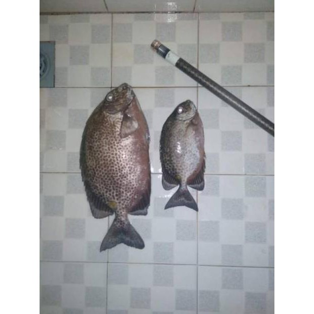 Tegek kaku Daiwa Jisung japan450/540/630/720 (KODE Q11)