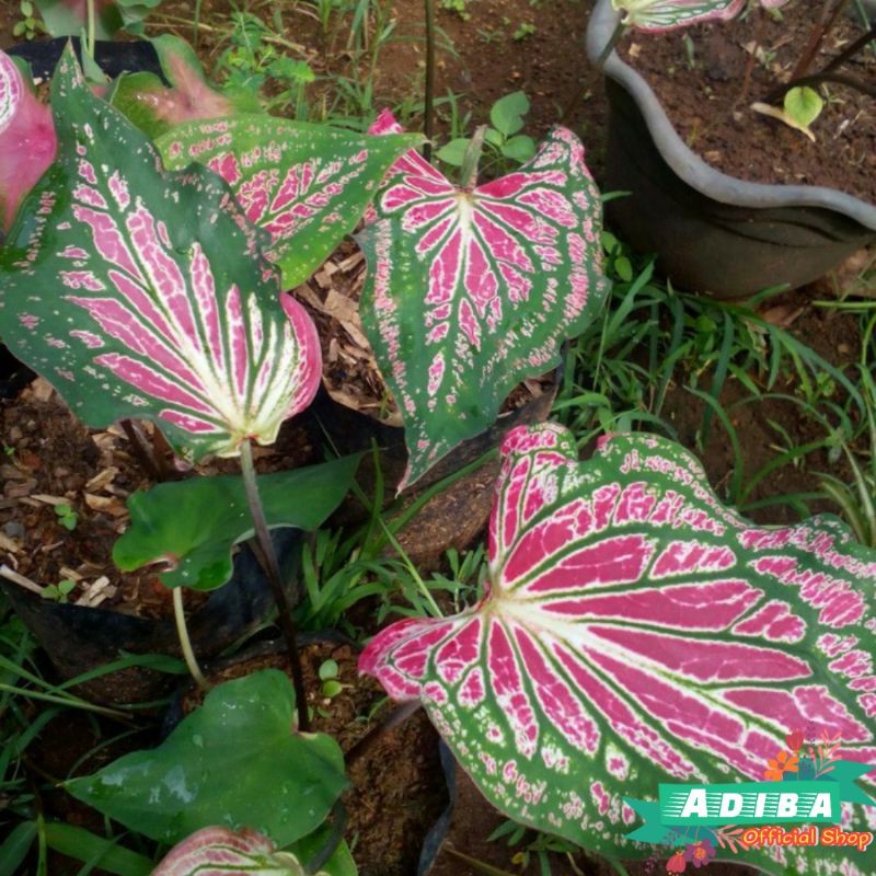 Tanaman Hias Keladi Wayang Batik / Keladi Batik / Keladi Wayang
