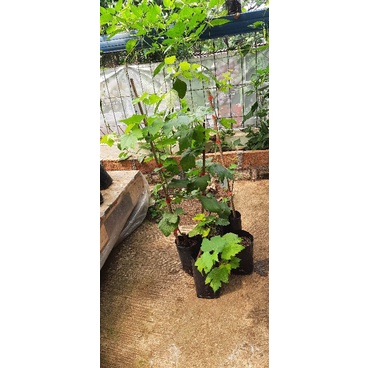 Bibit anggur import Harold rs import