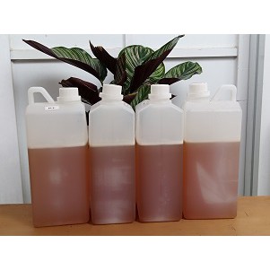 Madu  Odeng Madu Hutan Murni asli 1Kg