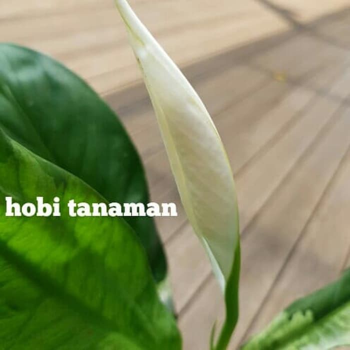 tanaman bunga peace lily spathiphyllum sepatu filum