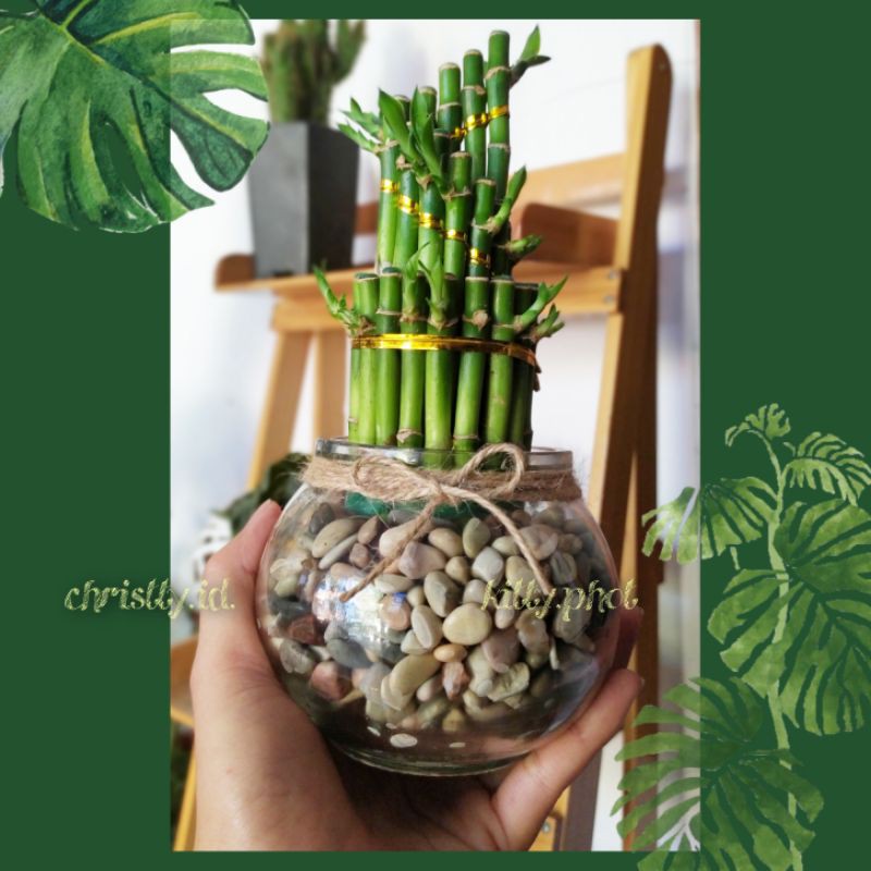(TERRARIUM) paket bambu hoki + Batu hias + Botol Kaca Bulat / VAS UNIK / POT KACA