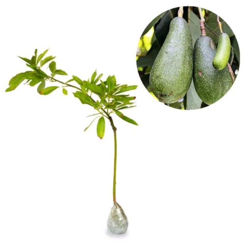 Bibit Buah Alpukat Aligator