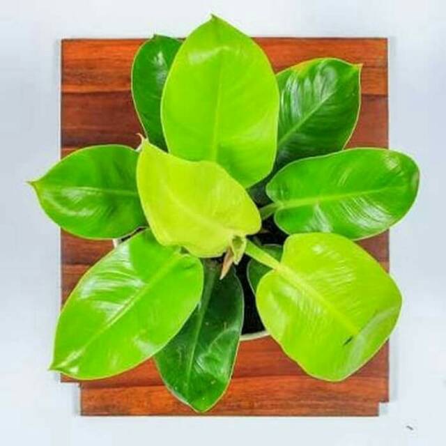 Tanaman indoor hias philodendron moonlight taneman indor pilo lemon