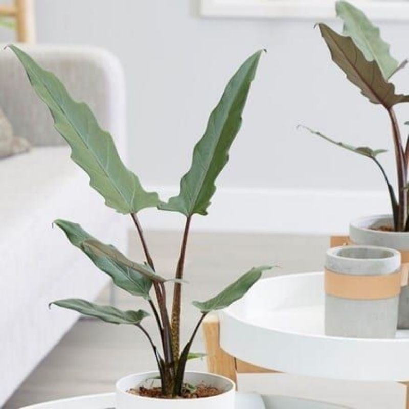 alocasia lauterbachiana | ALOCASIA KERIS PAPUA
