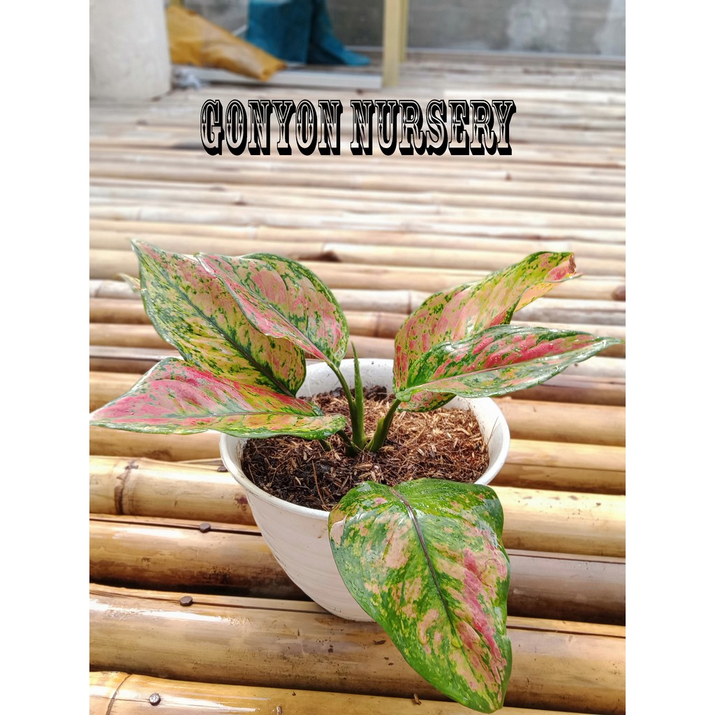 Tanaman Hias Aglonema Hengheng/Aglonema Hengheng/Hengheng/Heng Heng