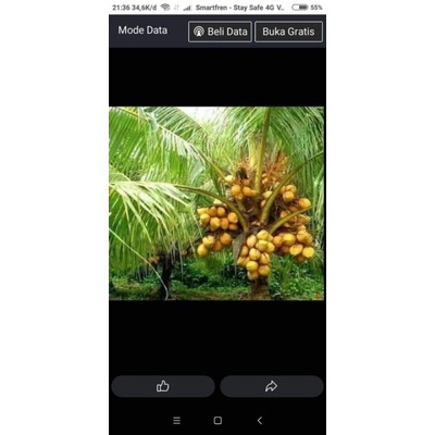 

kelapa gading kuning menyehatkan