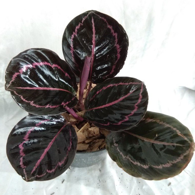 Bunga Kalatea Calathea Black Lipstik Cantik Murah Berkualitas