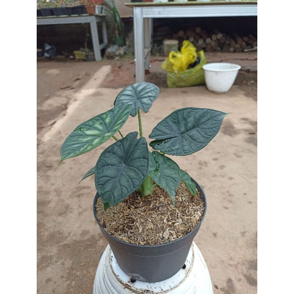 alocasia dragon scale / alocasia tengkorak hijau remaja