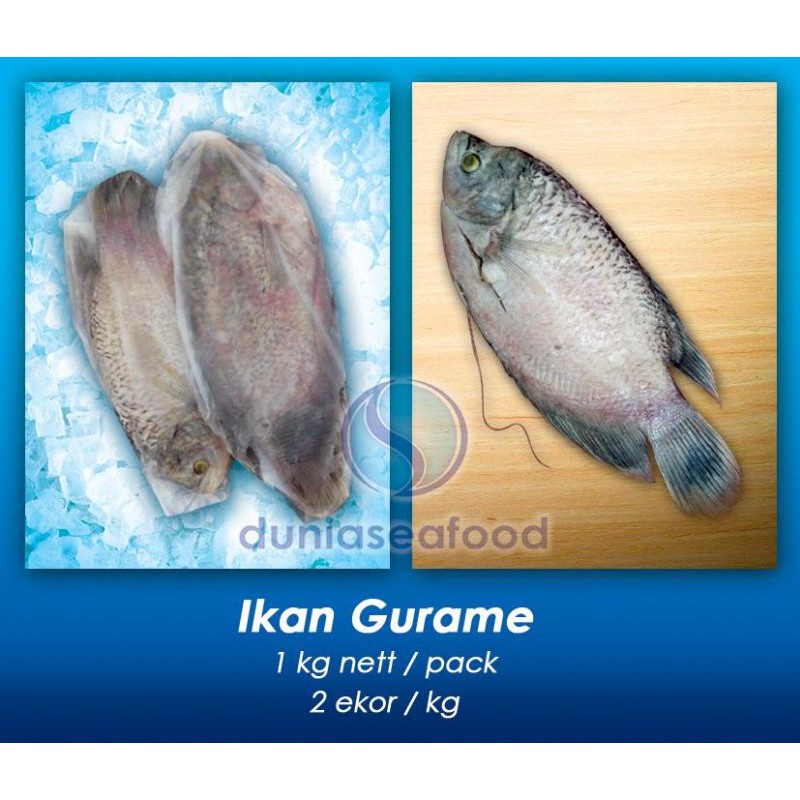 

Ikan Gurame 1 kg/pack 2 ekor/kg