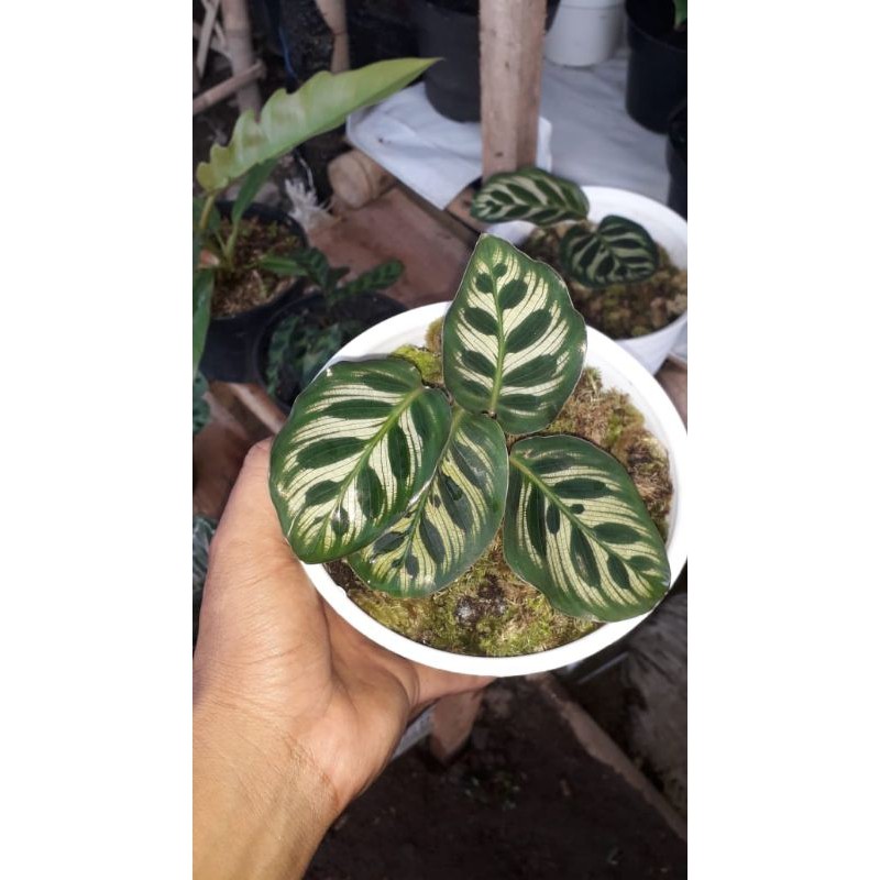 tanaman hias calatea macan/pohon tanaman hias calatea macan | calatea macan hias