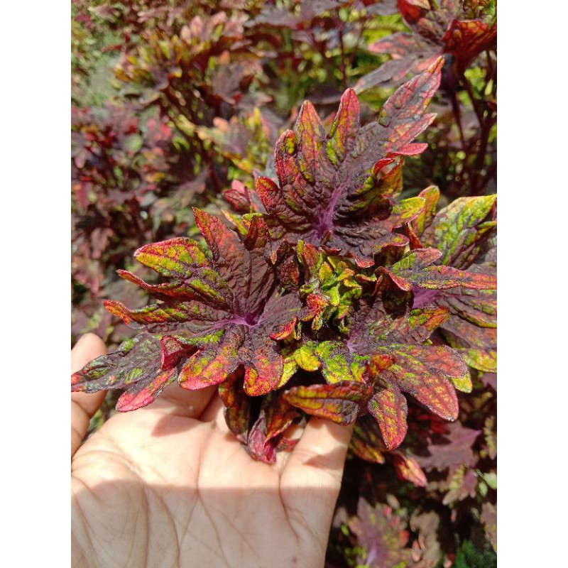 Bunga Miana (Cakar Emas)