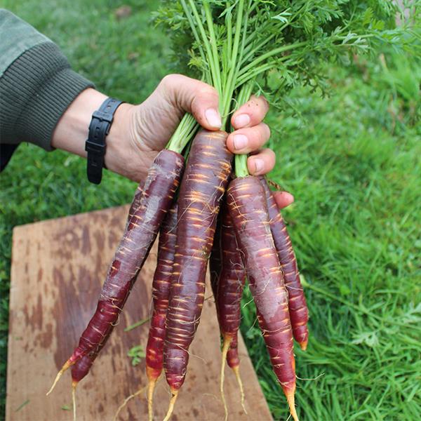 Benih Bibit Biji - Carrot Purple Haze Hybrid F1 Wortel Ungu Daging Orange Seeds - IMPORT