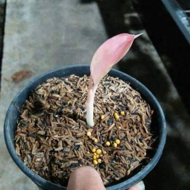 Tunas Aglonema Khanza