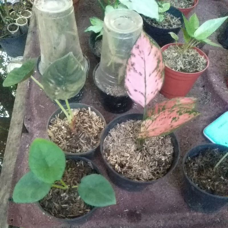 Paket hemat Anakan Alokasia cuprea,regina+ aglonema lady valentine