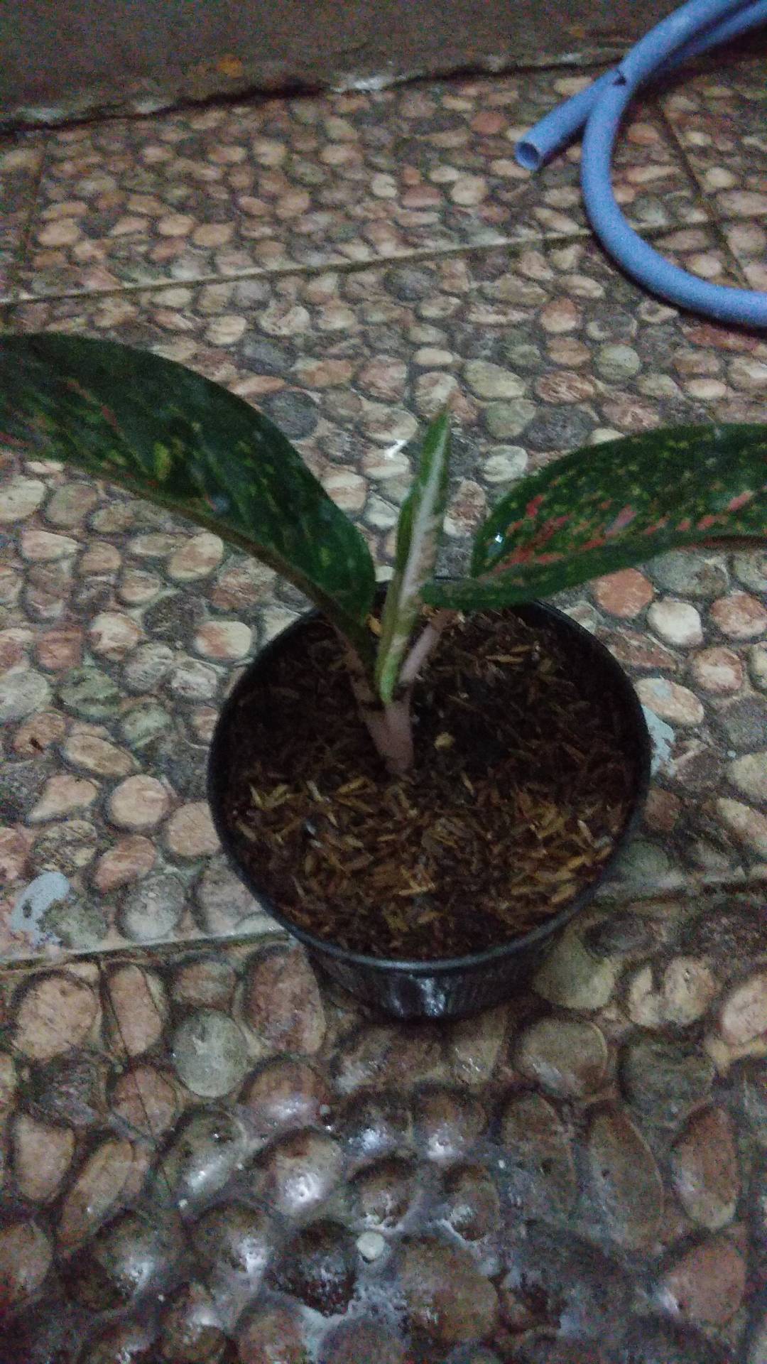 Aglonema Hot Lady