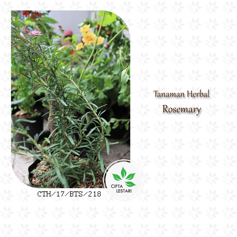 Bibit Tanaman Rosemary Bibit Pohon Rosemary Bibit Daun Rosemary Herbal