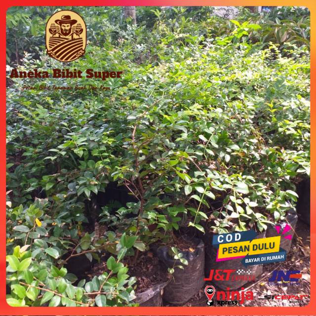 Anggur pohon jenis preco