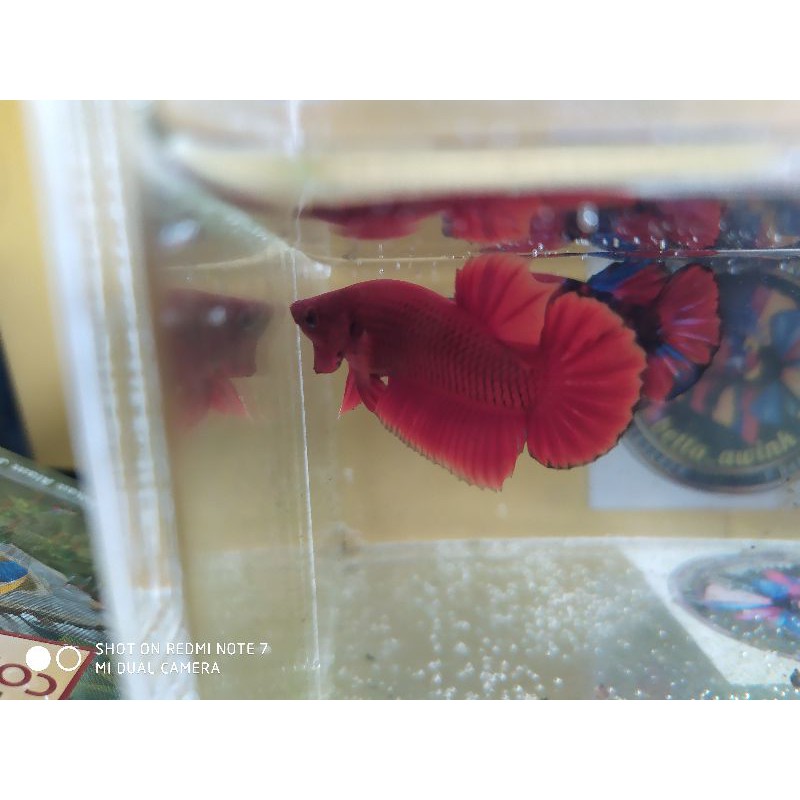 Hiasan aquarium ikan cupang plakat super red jantan