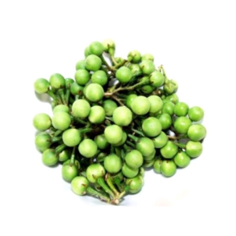 

Terong Pipit, Leunce, Rimbang Berat 500 grm