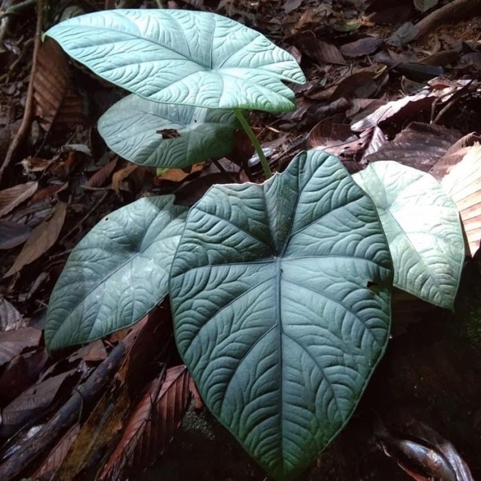 Stek batang alocasia melo kapuas