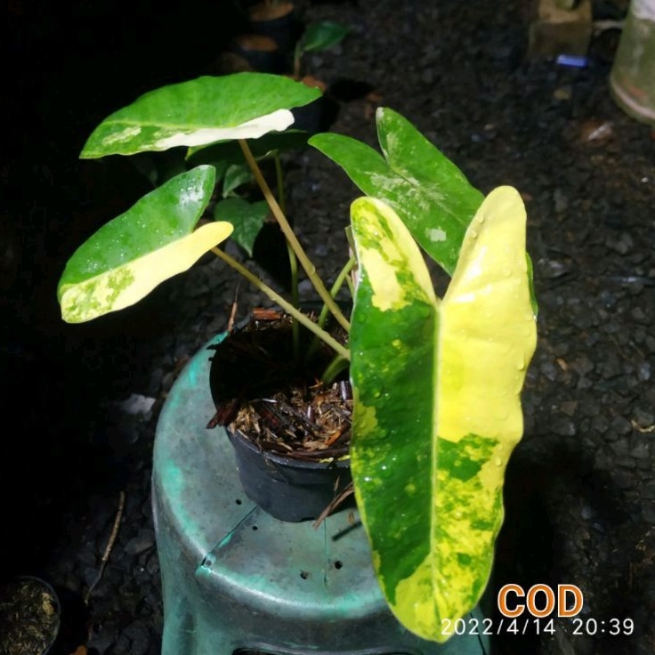 PHILODENDRON BURLEMARX VARIGATA , PHILO BURLEMARX VARIGATA.