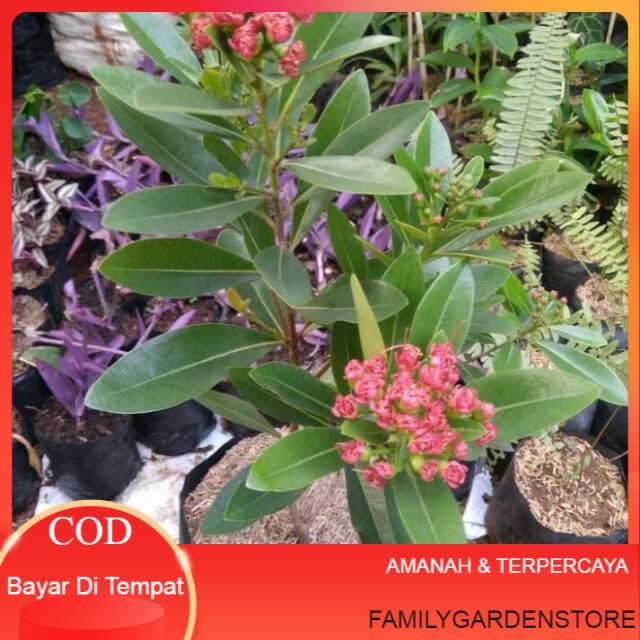 Bibit tanaman xhantostemon Santos lemon Santos temon bunga merah Termurah Terlaris