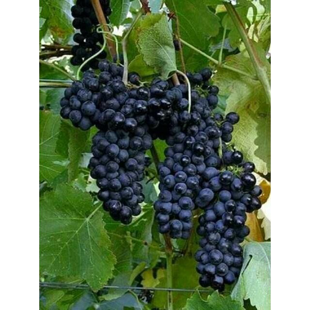 bibit anggur bali alfonso