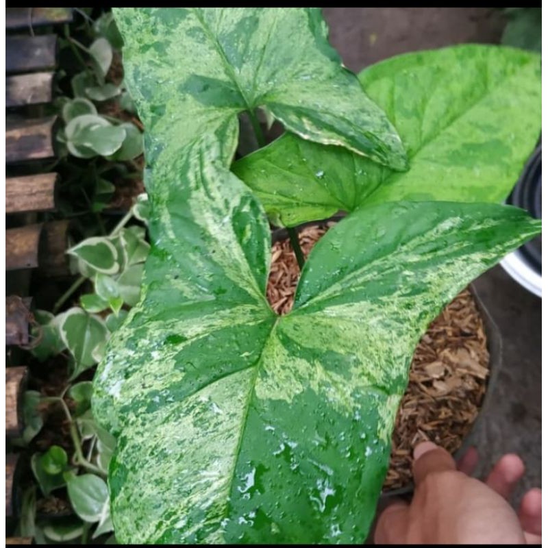 Tanaman hias Syngonium Mojito - Syngonium Mojito