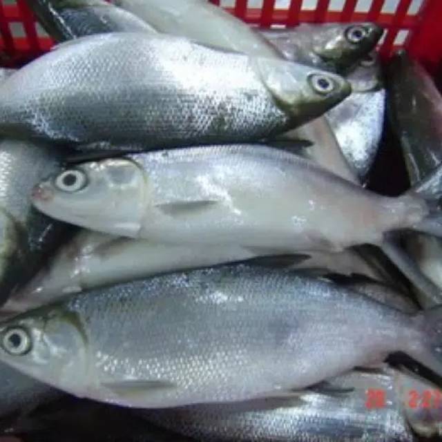 

KangSayur - IKAN BANDENG SEGAR Kiloan