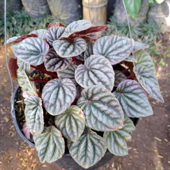 Tanaman Bunga Peperomia Caperata Red Rubby Ripple - Paperomia Merah BERGARANSI