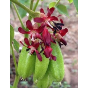 

Bunga Tanaman Belimbing Wuluh Belimbing telunjuk segar untuk Batuk Pilek 30 gr