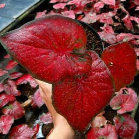 caladium red stardust/tanaman hias caladium/keladi ROT/tanaman cantik(bisa cod)