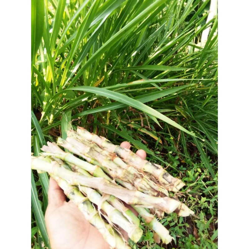 Bibit stek rumput odot/rumput gajah