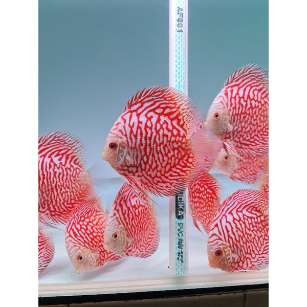 Ikan Discus Pigeon Checkerboard Ukuran 4 inc | Ikan Hias Discus Pigeon Checkerboard