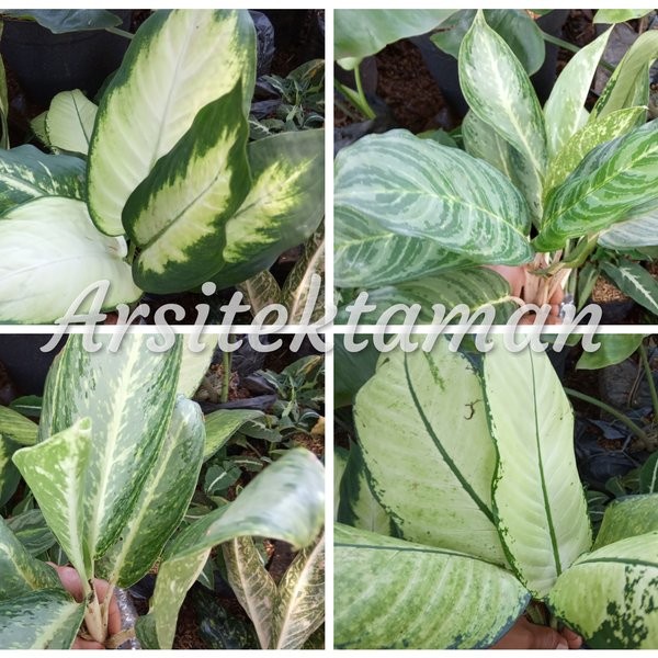 PROMO tanaman hias 4 paket aglonema blanceng - 4 paket aglaonema blanceng / bunga aglonema hidup ( T