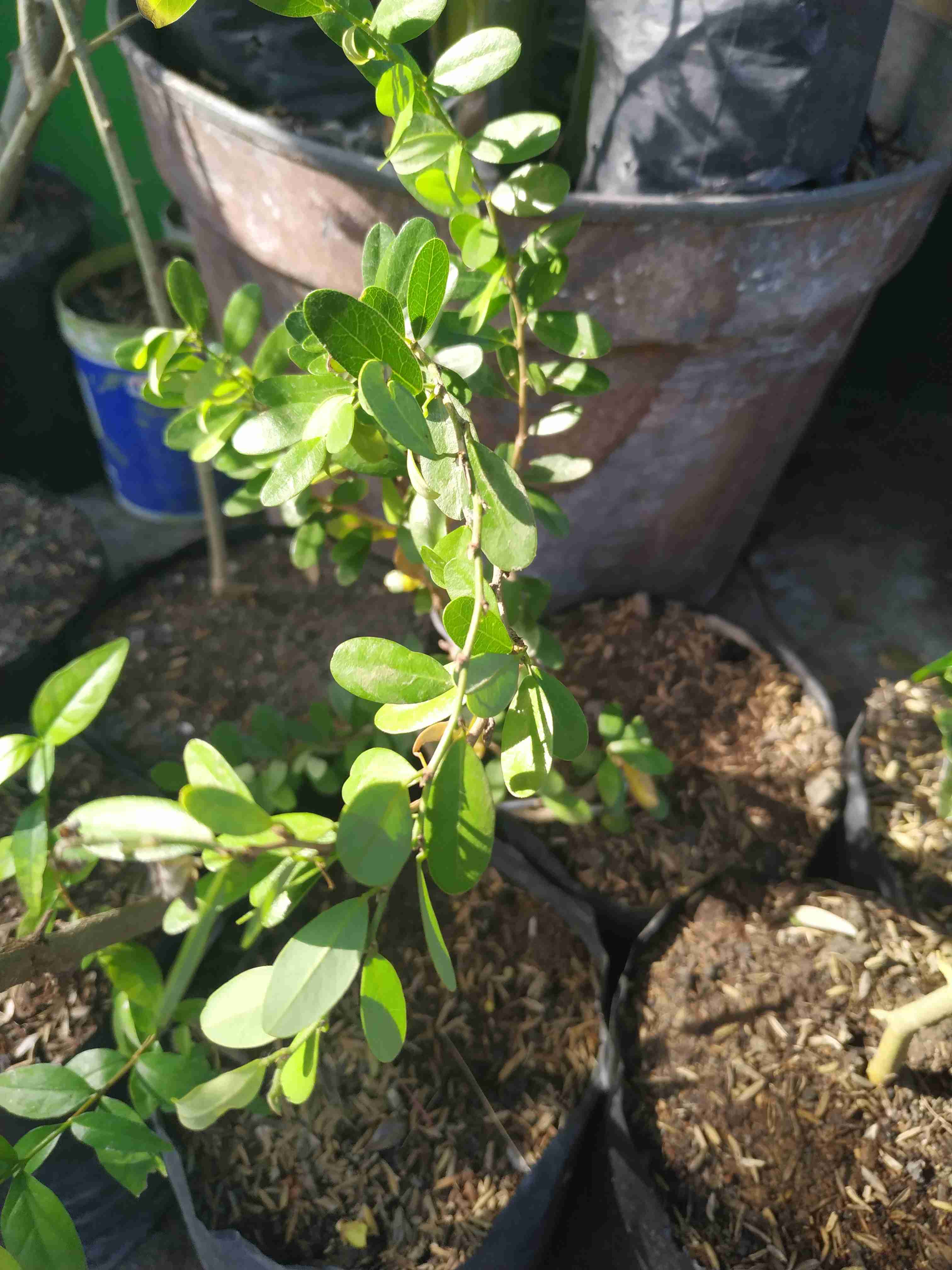 Bahan Bonsai Amplas Taiwan Import