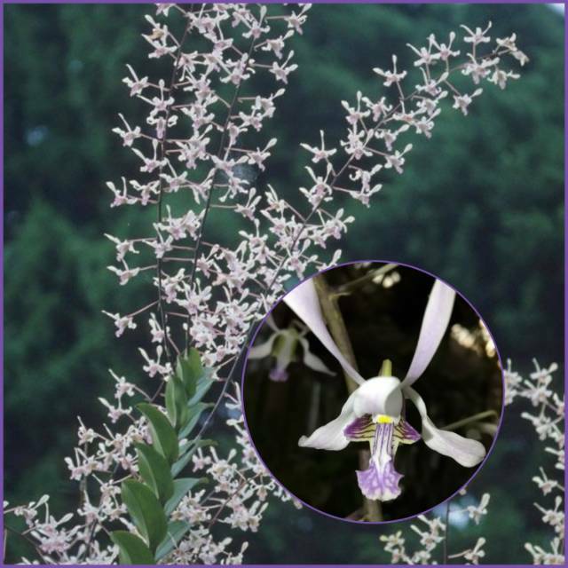 Dendrobium Kriting Lineale dewasa