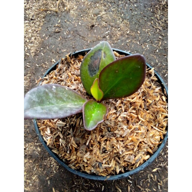 peperomia teplan hitam