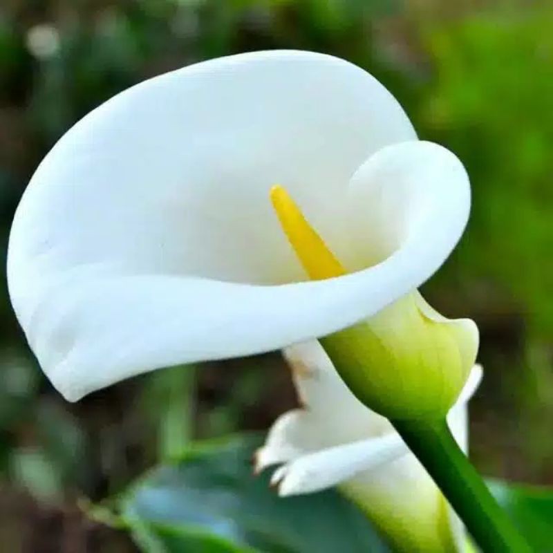 bunga calla Lily bibit tanaman bunga hidup calla Lily