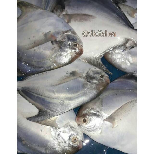 

Bawal Putih C / Pack 1kg