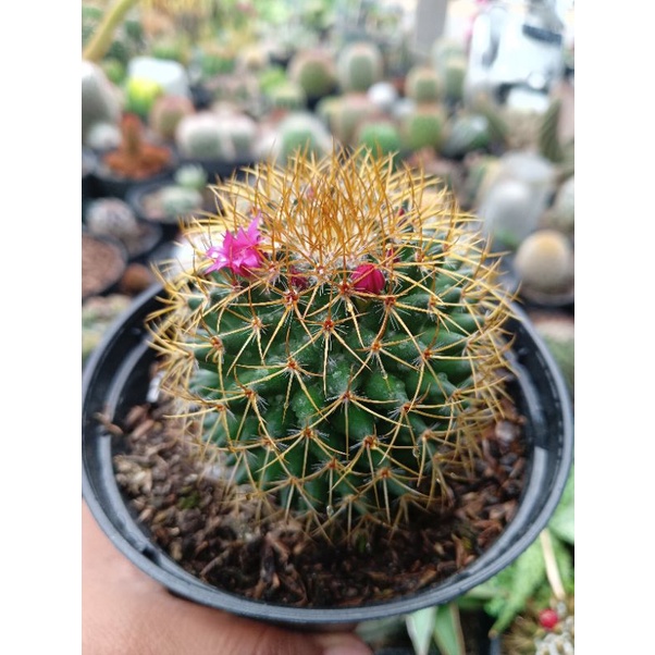 Kaktus Mammilaria import duri kuning UK besar