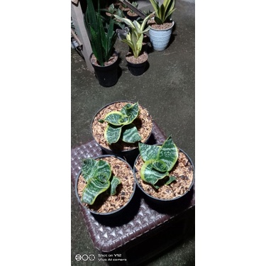 Sansevieria Twister Tsunami