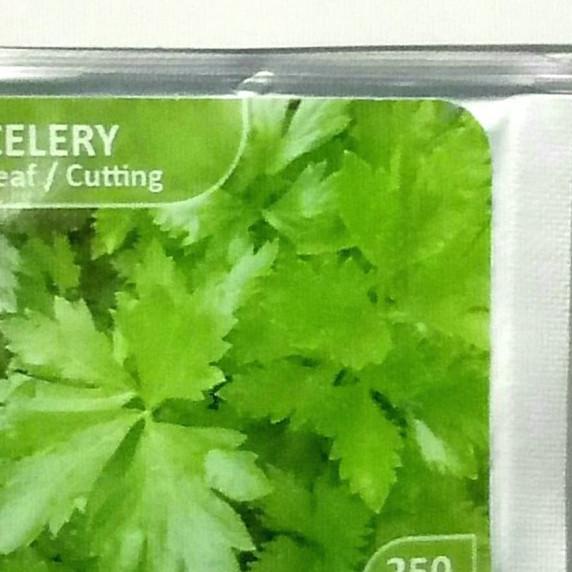 ☀ Bibit Import Celery Seledri Daun ♥