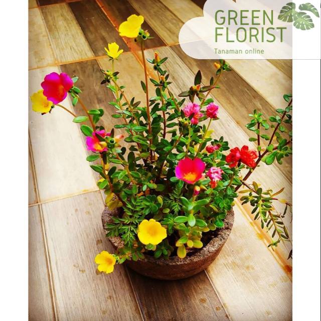 Tananman hias bunga portulaca / tanaman bunga mosros / tanaman bunga krokot / tanaman krokot