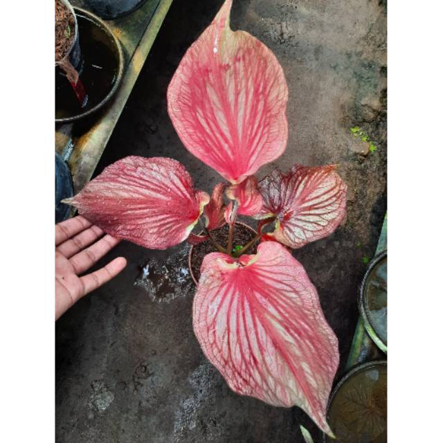 Tanaman Hias Caladium Keladi Hias Garuda Merah Caladium Srirejeki Shopee Indonesia