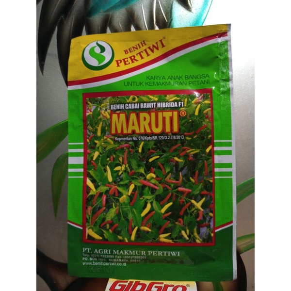 benih cabe MARUTI