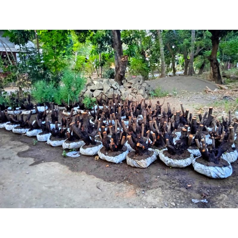 bahan bonsai arabika/klampis ireng