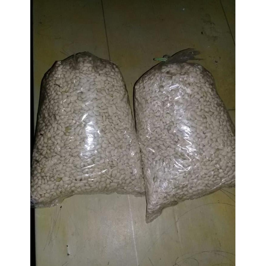 Paling Laris Diskon Benih Biji Jeruk Jc Japanese Citroen Murah